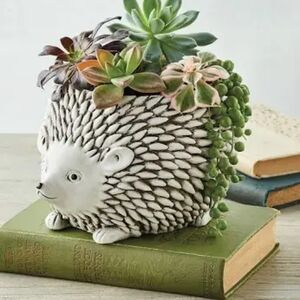 Harry & DavidHarry & DavidHarry & David Succulents Hedgehog Planter